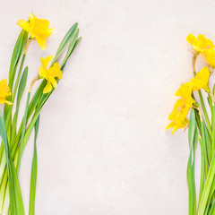 Yellow daffodils spring flowers on pink background