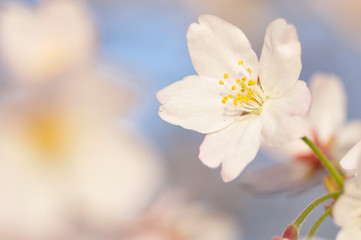 桜咲く