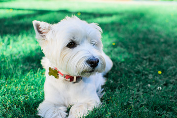 White dog lying on the grass.