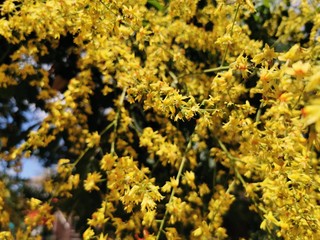 yellow tree flowers blossoms in the summer