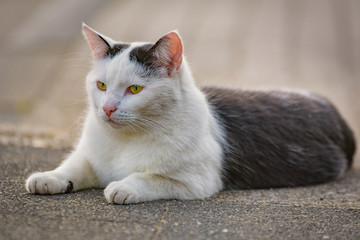 Eine schwarz-weiße Katze entspannt sich