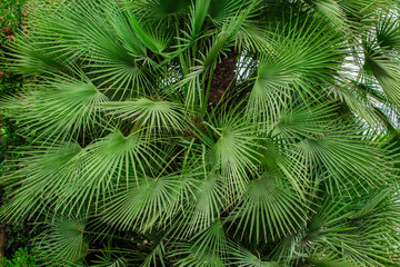 Palm tree leaves.