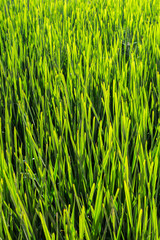 Natural texture of grass and green plants. Vertical.