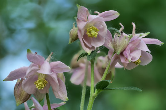 rosa Akelei, Aquilegia, Blüten vor unscharfem Hintergrund