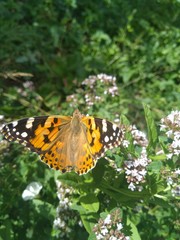 Fototapeta premium butterfly Vanessa cardui on oregano flower