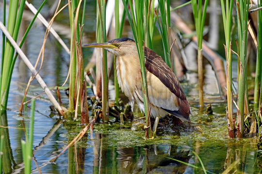 Zwergdommel (Ixobrychus minutus) - Little bittern