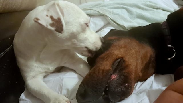 Little puppy licks the eye of a big dog