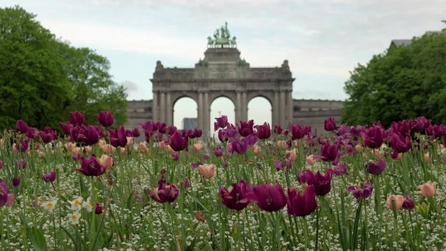 Blooming pretty tulips in front of Arcade du Cinquantenaire in Brussels