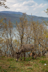 Esel grasst am Ohridsee in Albanien