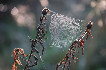 Autumn web in backlight
