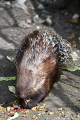 Porcupine eating beetroot outside in the paddock.