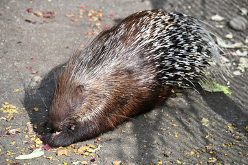 Porcupine eating beetroot outside in the paddock.