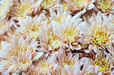Group yellow mums or soft orange mums flowers is blooming in bouquet at flower market,blurred background,beautiful nature