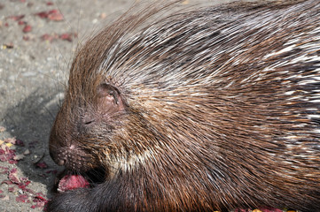 Porcupine eating beetroot outside in the paddock.