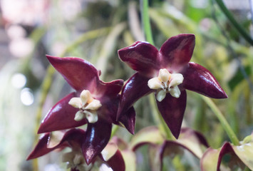 Hoya imperialis flowers plant blooming on tree,