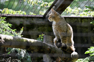 Felis silvestris - European wild cat sitting on trunk in captivity.