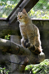 Felis silvestris - European wild cat sitting on trunk in captivity.