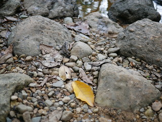 yellow leaf on a rock