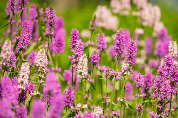 Image of purple Lupinus perennis