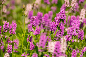 Image of purple Lupinus perennis