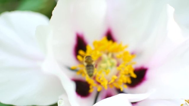 Bee pollinates white flowers. Honey harvest season.