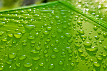 Fototapeta na wymiar Large drops of water on green textiles with a waterproof effect. Water-repellent impregnation. Texture drops on the fabric. Selective focus