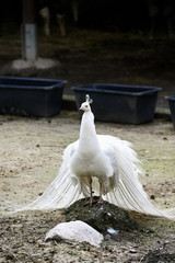 Male white peacock with tail feathers down.