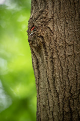 Great spotted woodpecker's young chick looking out from the nest in a tree trunk in spring forest