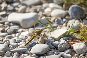 Females of Orthetrum cancellatum on a gravel road