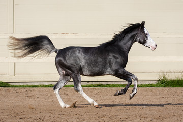 Black arabian horse run in paddock on the sand background