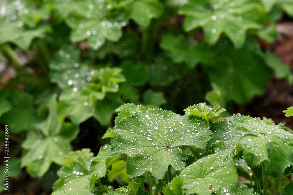 Sticker drops of morning dew on green leaves of mantle.