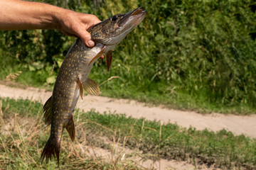 close-up of freshly caught pike on a hook in his hand of the fisherman on the river background