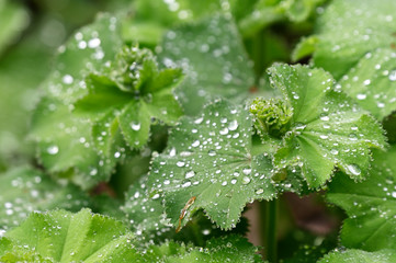 Drops of morning dew on green leaves of mantle.