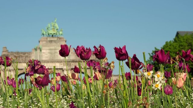 Blooming  flowers during spring at Jubilee Park in Brussels