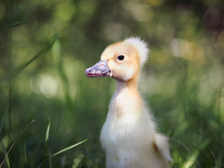 A little duckling in the green grass. Portrait of a cute chick