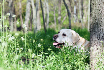 a yellow labrador in the park