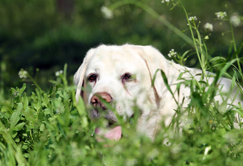 nice sweet yellow labrador in the park portrait