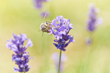 Bee picking pollen lavender flower. Defocused nature violet and green in background. 