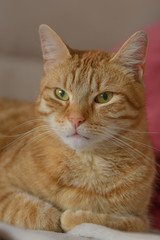 Eine rote Katze liegt entspannt auf einem Sofa