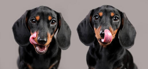 Portrait of a cute dachshund dog of black color in front of a dark background. Dog with suspecting glance.