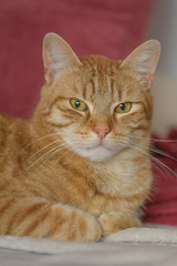 Eine rote Katze liegt entspannt auf einem Sofa