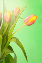 Tulpenstrauß im Gegenlicht, grüner Hintergrund,