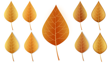 Autumn leaf set, isolated on white background, for autumn design and decoration. Realistic autumn leaves. Vector illustration.