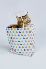 A striped domestic cat sits in a kraft bag with colorful polka dots on a white background and looks...