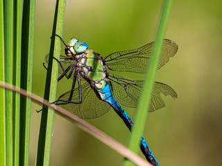 Nahaufnahme einer grün, blauen Großlibelle an Schilfhalm