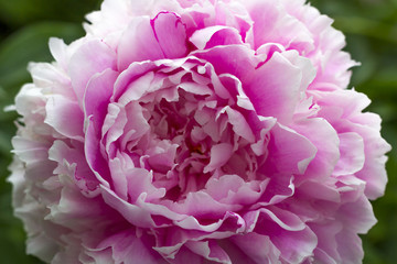 Blooming pink peony in the summer garden.