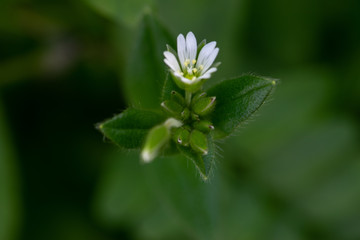 white flower bokeh