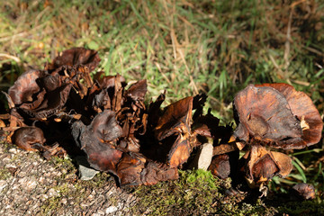 A row of dead, decaying woody-looking mushrooms in the woods