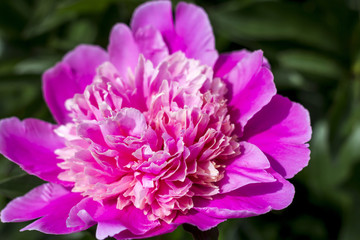 Blooming pink peony in the summer garden.