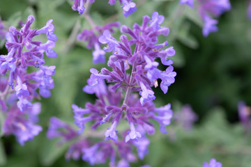 purple flowers in the garden